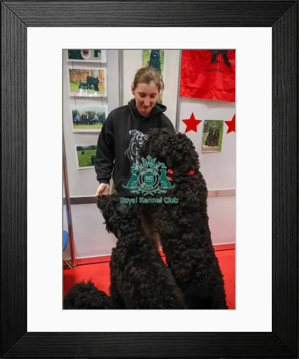 Framed Print : Russian Black Terrier at Discover Dogs