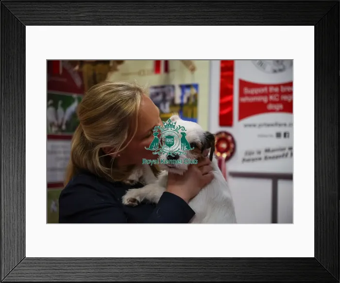 Framed Print : Jack Russell Terrier at Discover Dogs Framed Print : Jack Russell Terrier at Discover Dogs