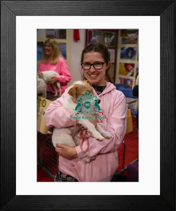 Framed Print : Jack Russell Terrier at Discover Dogs Framed Print : Jack Russell Terrier at Discover Dogs