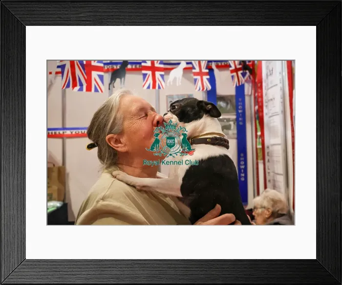 Framed Print : Boston Terrier giving out a face wash at Discover Dogs Framed Print : Boston Terrier giving out a face wash at Discover Dogs