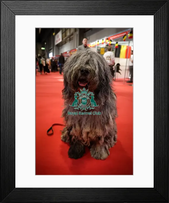 Framed Print : Leo the Bergamasco at Discover Dogs Framed Print : Leo the Bergamasco at Discover Dogs