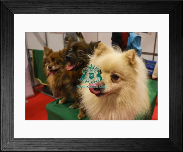 Framed Print : German Spitz Mittel at Discover Dogs Framed Print : German Spitz Mittel at Discover Dogs