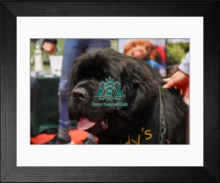 Framed Print : Newfoundland at Discover Dogs Framed Print : Newfoundland at Discover Dogs