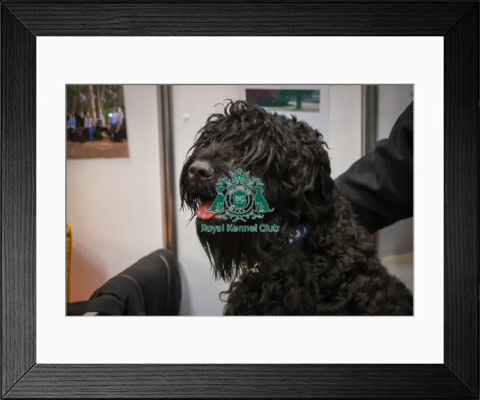 Framed Print : Russian Black Terrier at Discover Dogs