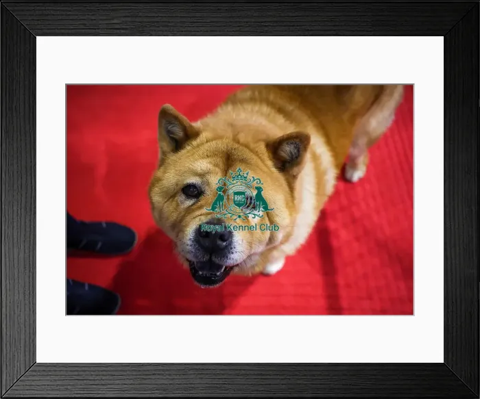 Framed Print : Maddie the Chow Chow Framed Print : Maddie the Chow Chow