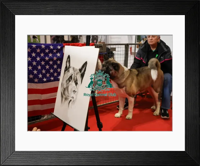 Framed Print : Akita Discover Dogs Framed Print : Akita Discover Dogs