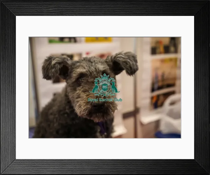 Framed Print : Hungarian Pumi at Discover dogs Framed Print : Hungarian Pumi at Discover dogs