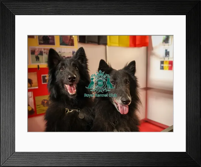Framed Print : Belgian Shepherd Dog (Groenendael) at Discover Dogs Framed Print : Belgian Shepherd Dog (Groenendael) at Discover Dogs