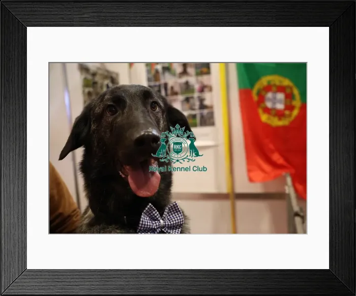 Framed Print : Estrela Mountain Dog at Discover Dogs Framed Print : Estrela Mountain Dog at Discover Dogs