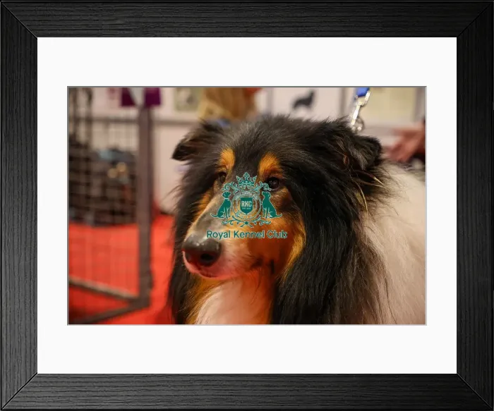 Framed Print : Hector Rough Collie at discover dogs Framed Print : Hector Rough Collie at discover dogs