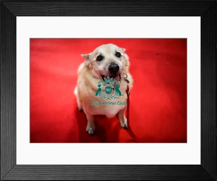 Framed Print : Loki Norwegian Buhund Framed Print : Loki Norwegian Buhund