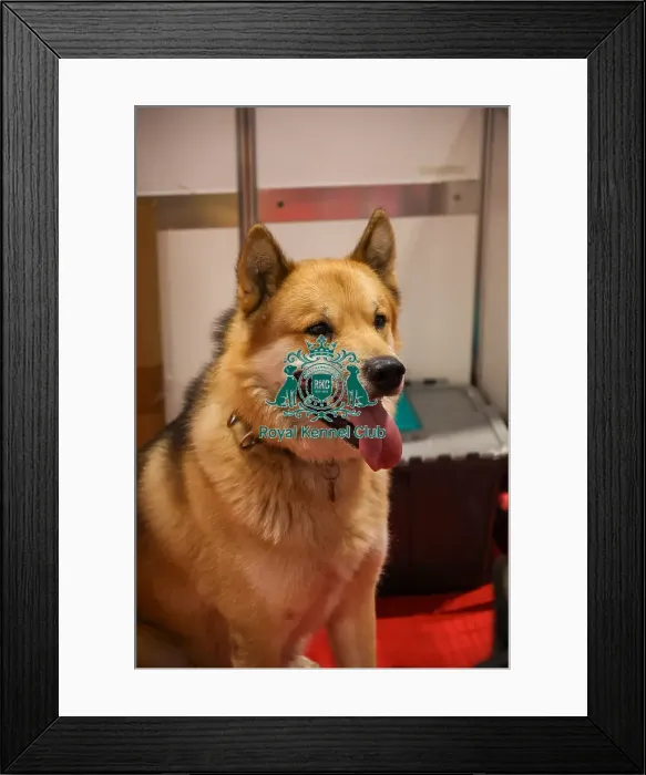 Framed Print : Greenland dog at discover dogs Framed Print : Greenland dog at discover dogs
