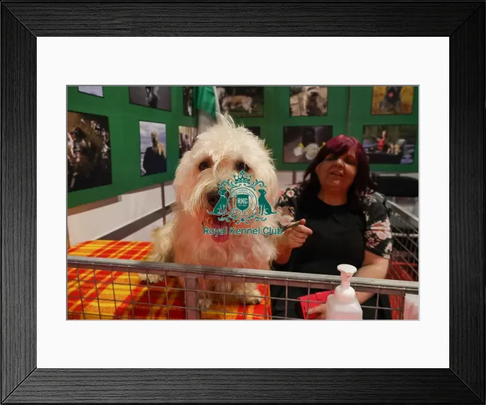 Framed Print : Alfie Glen of Imaal at Discover Dogs Framed Print : Alfie Glen of Imaal at Discover Dogs