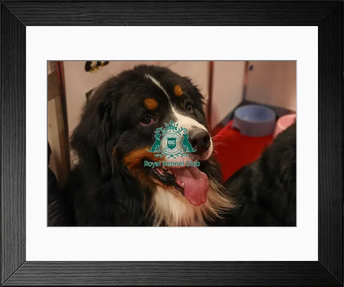 Framed Print : Theo Bernese Mountain Dog Framed Print : Theo Bernese Mountain Dog