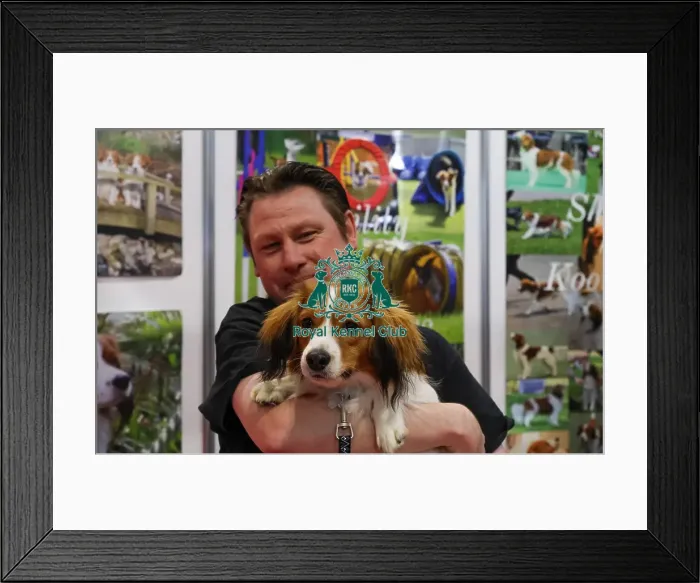 Framed Print : Kooikerhondje at Discover dogs Framed Print : Kooikerhondje at Discover dogs