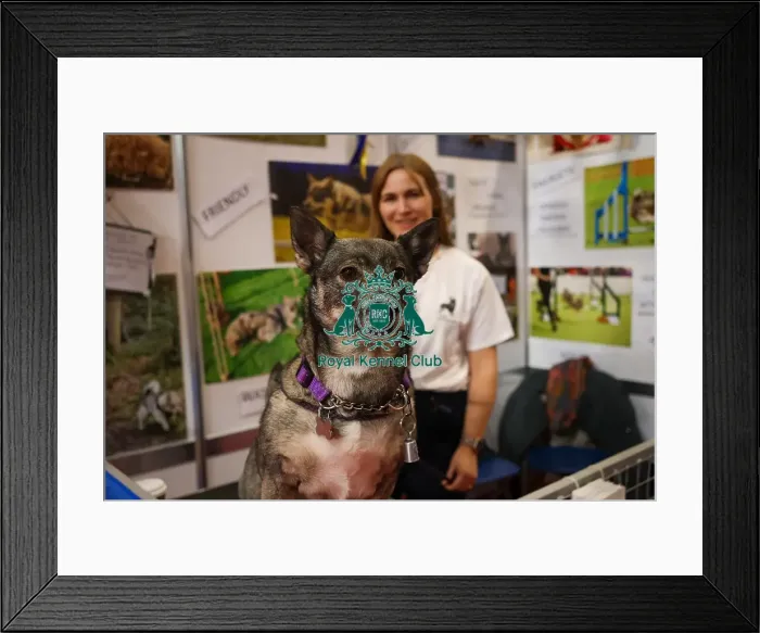 Framed Print : Oakley the Swedish Vallhund Framed Print : Oakley the Swedish Vallhund