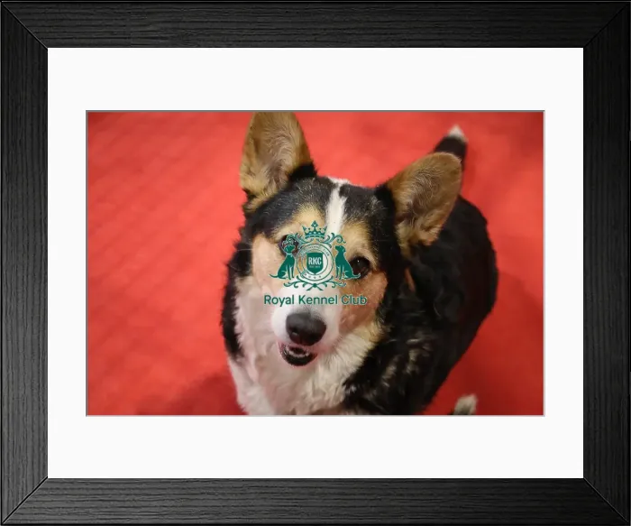 Framed Print : Welsh Cardigan Corgi at Discover Dogs Framed Print : Welsh Cardigan Corgi at Discover Dogs
