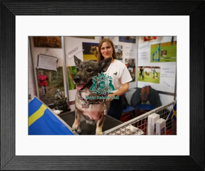 Framed Print : Oakley the Swedish Vallhund Framed Print : Oakley the Swedish Vallhund