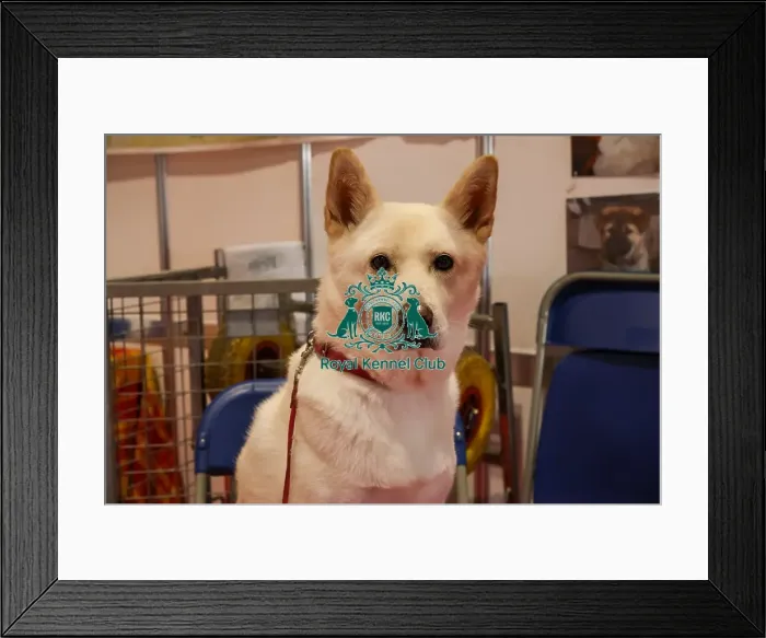 Framed Print : Micha the Korean Jindo in Discover Dogs Framed Print : Micha the Korean Jindo in Discover Dogs