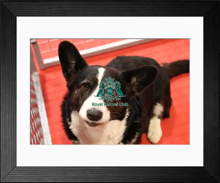 Framed Print : Welsh Cardigan Corgi at Discover Dogs Framed Print : Welsh Cardigan Corgi at Discover Dogs
