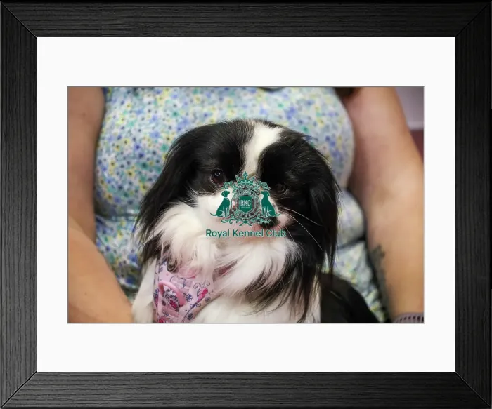Framed Print : Japanese Chin with owner at Discover Dogs Framed Print : Japanese Chin with owner at Discover Dogs