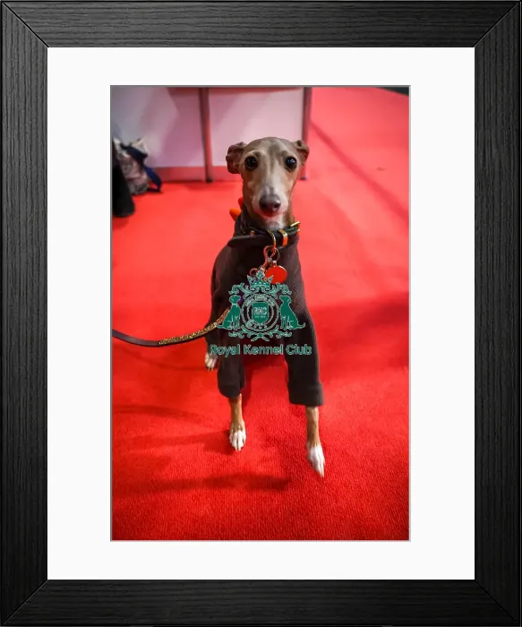 Framed Print : Florence Italian Greyhound at Discover Dogs Framed Print : Florence Italian Greyhound at Discover Dogs