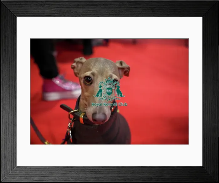Framed Print : Florence Italian Greyhound at Discover Dogs Framed Print : Florence Italian Greyhound at Discover Dogs