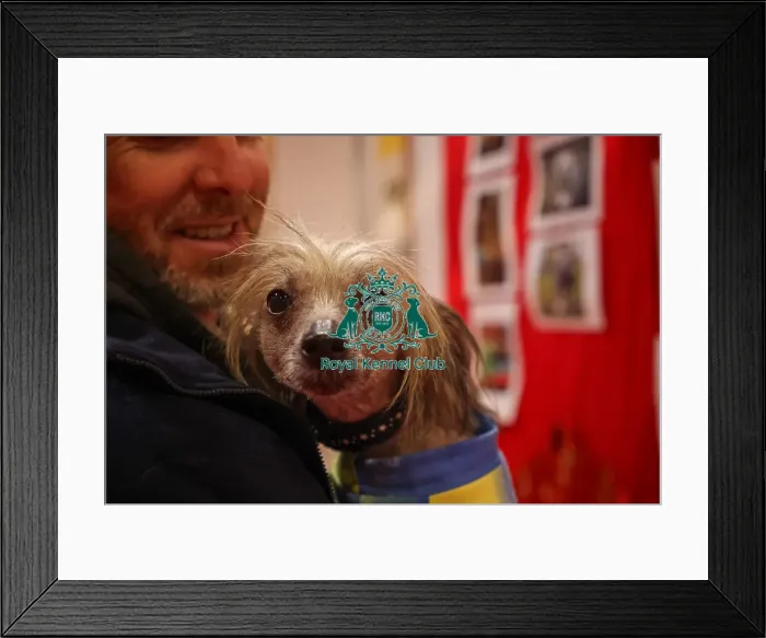Framed Print : Lola the Chinese Crested in Discover Dogs Framed Print : Lola the Chinese Crested in Discover Dogs