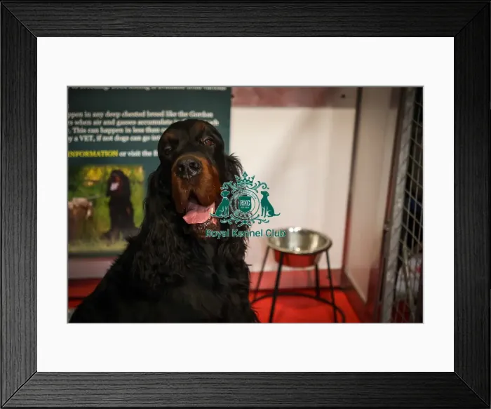 Framed Print : Gordon Setter Discover Dogs Framed Print : Gordon Setter Discover Dogs