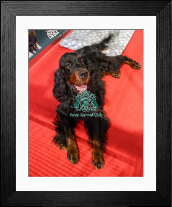 Framed Print : Gordon Setter Discover Dogs Framed Print : Gordon Setter Discover Dogs