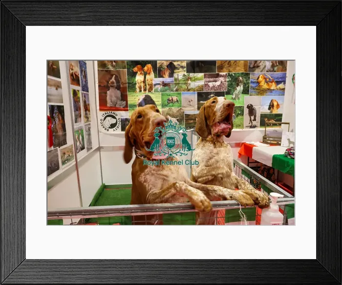 Framed Print : Bracco Italiano Discover Dogs Framed Print : Bracco Italiano Discover Dogs