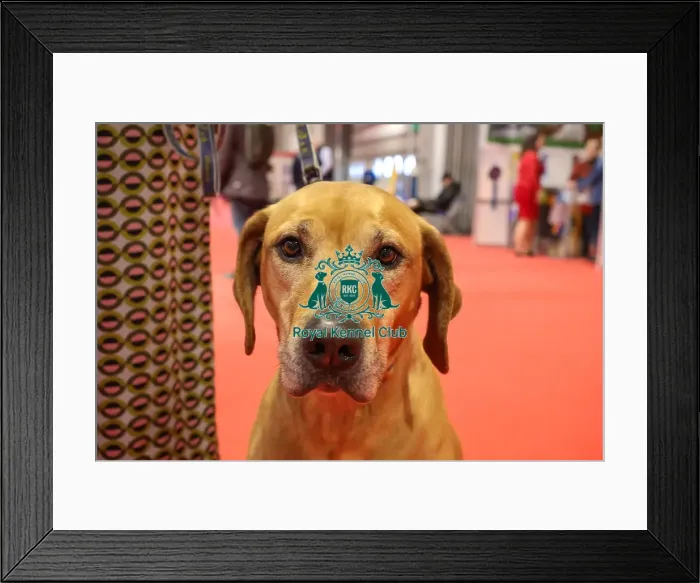 Framed Print : Jaz the Rhodesian Ridgeback with owner in Discover Dogs Framed Print : Jaz the Rhodesian Ridgeback with owner in Discover Dogs
