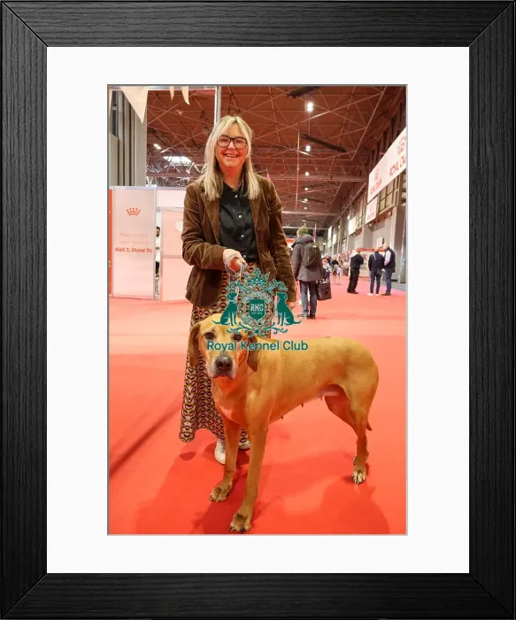 Framed Print : Jaz the Rhodesian Ridgeback with owner in Discover Dogs Framed Print : Jaz the Rhodesian Ridgeback with owner in Discover Dogs