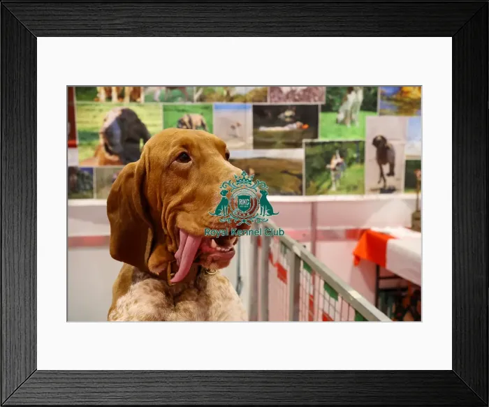 Framed Print : Bracco Italiano Discover Dogs Framed Print : Bracco Italiano Discover Dogs