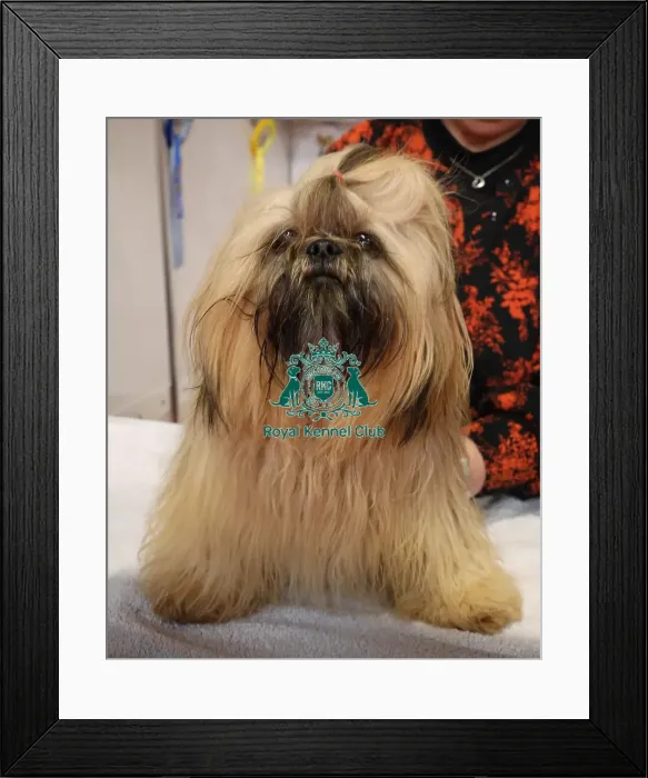 Framed Print : Shih tzu Discover Dogs Framed Print : Shih tzu Discover Dogs