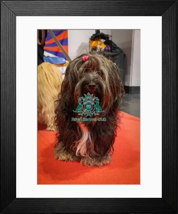 Framed Print : Tibetan Terriers Framed Print : Tibetan Terriers