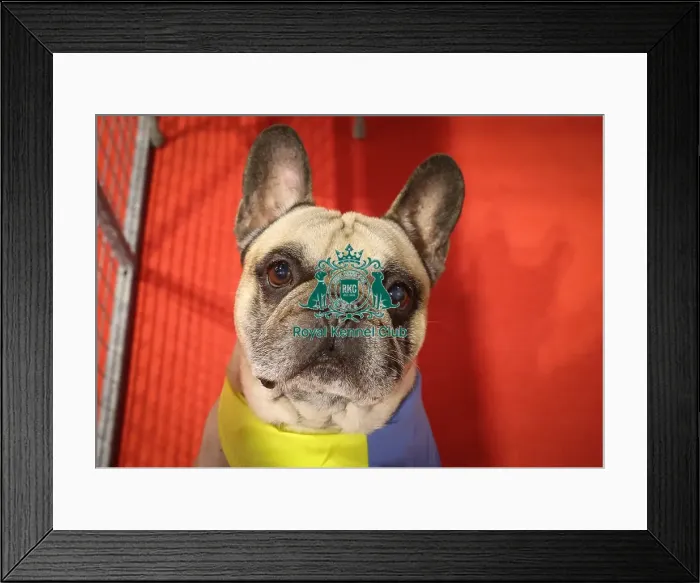 Framed Print : French Bulldog Framed Print : French Bulldog