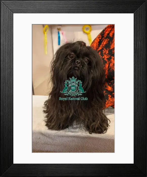 Framed Print : Shih tzu Discover Dogs Framed Print : Shih tzu Discover Dogs