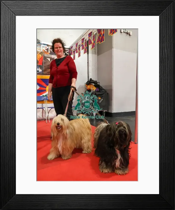 Framed Print : Tibetan Terriers with owner Framed Print : Tibetan Terriers with owner