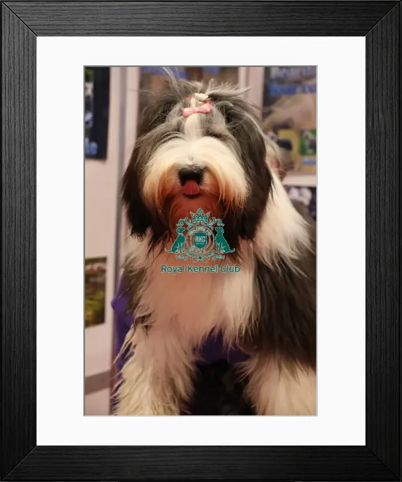 Framed Print : Summer Bearded Collie Framed Print : Summer Bearded Collie