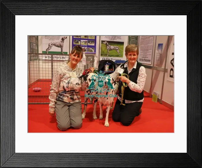 Framed Print : Dalmatians Discover Dogs with owners Framed Print : Dalmatians Discover Dogs with owners