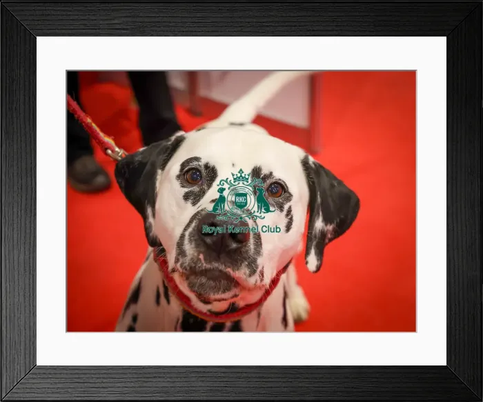 Framed Print : Dalmatian Discover Dogs Framed Print : Dalmatian Discover Dogs