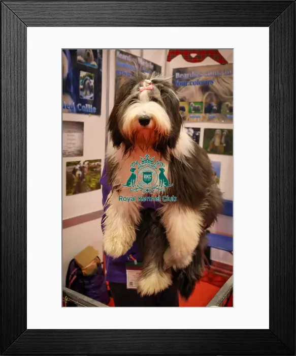 Framed Print : Summer Bearded Collie Discover dogs Framed Print : Summer Bearded Collie Discover dogs