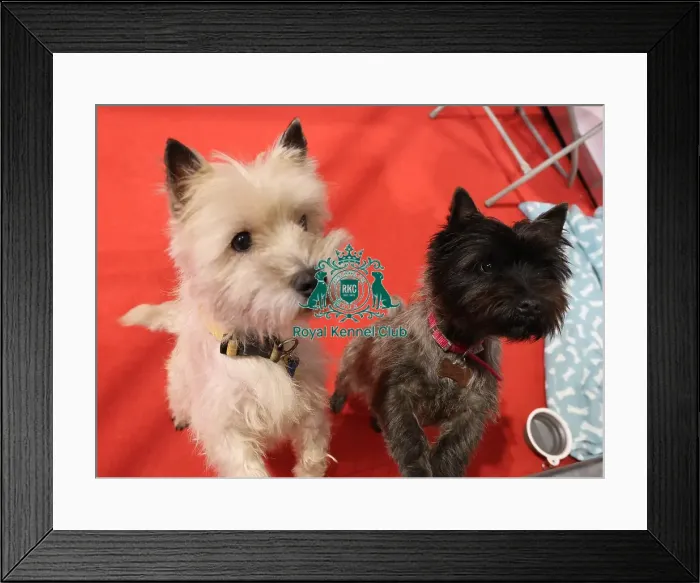 Framed Print : Cairn Terrier Discover Dogs Framed Print : Cairn Terrier Discover Dogs