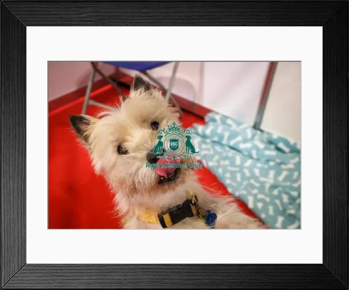Framed Print : Cairn Terrier Discover Dogs Framed Print : Cairn Terrier Discover Dogs