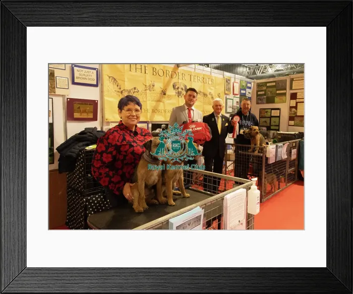 Framed Print : Discover Dogs winner Border Terrier Framed Print : Discover Dogs winner Border Terrier