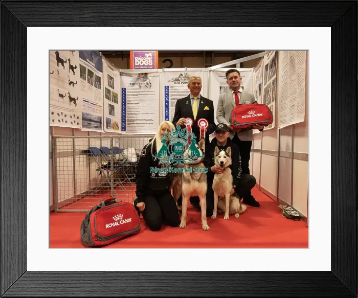 Framed Print : Discover Dogs overall winner stand 2025 Framed Print : Discover Dogs overall winner stand 2025