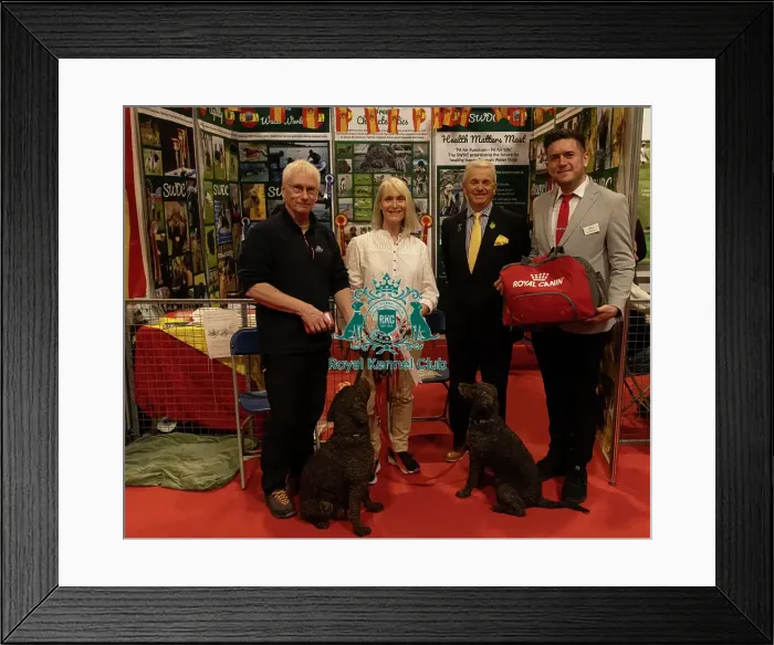 Framed Print : Discover Dogs Stand Winner Spanish Water Dog Framed Print : Discover Dogs Stand Winner Spanish Water Dog