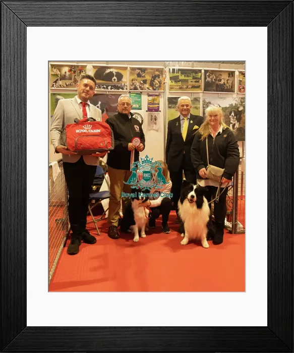 Framed Print : Discover Dogs Stand Winner Border Collies Framed Print : Discover Dogs Stand Winner Border Collies