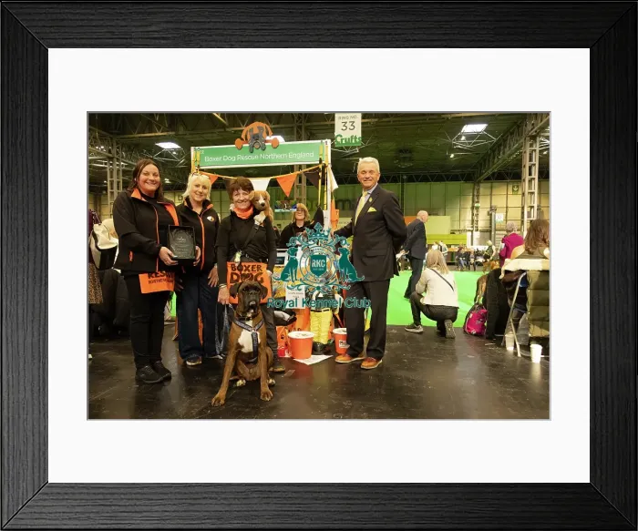 Framed Print : Best Breed club winners stand Boxer Framed Print : Best Breed club winners stand Boxer